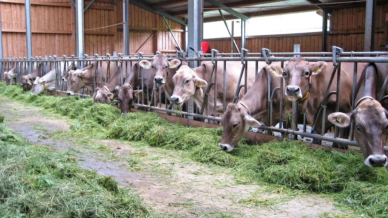 Ganze Ferienwohnung, Ferienwohnung für 4 Personen (65 m²) in Ofterschwang, Bayerisch Schwaben