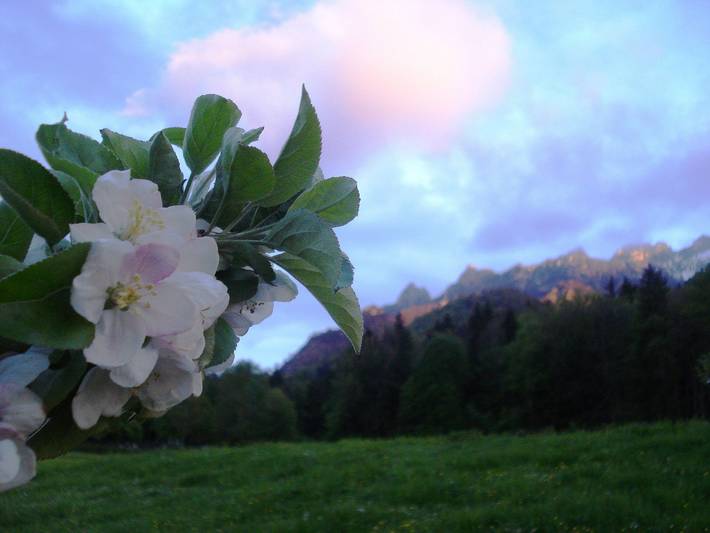 Pension für 2 Personen, mit Balkon und Terrasse sowie Garten in Bayerisch Gmain - 3