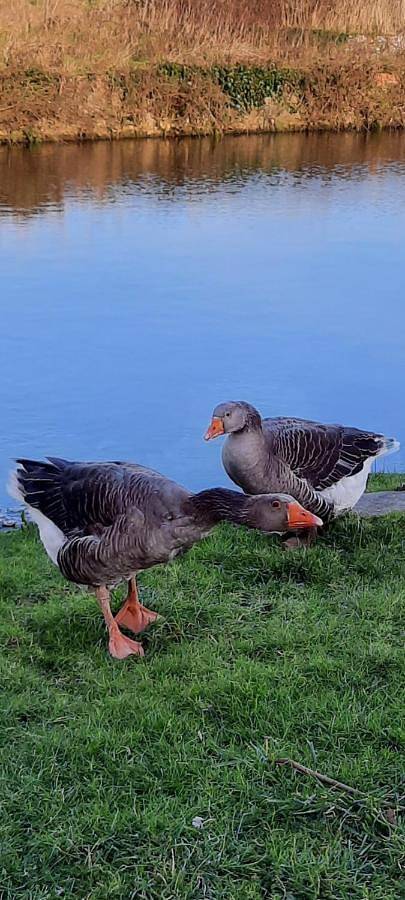Location de vacances pour 4 personnes, avec vue et jardin à La Haye-du-Puits - 4
