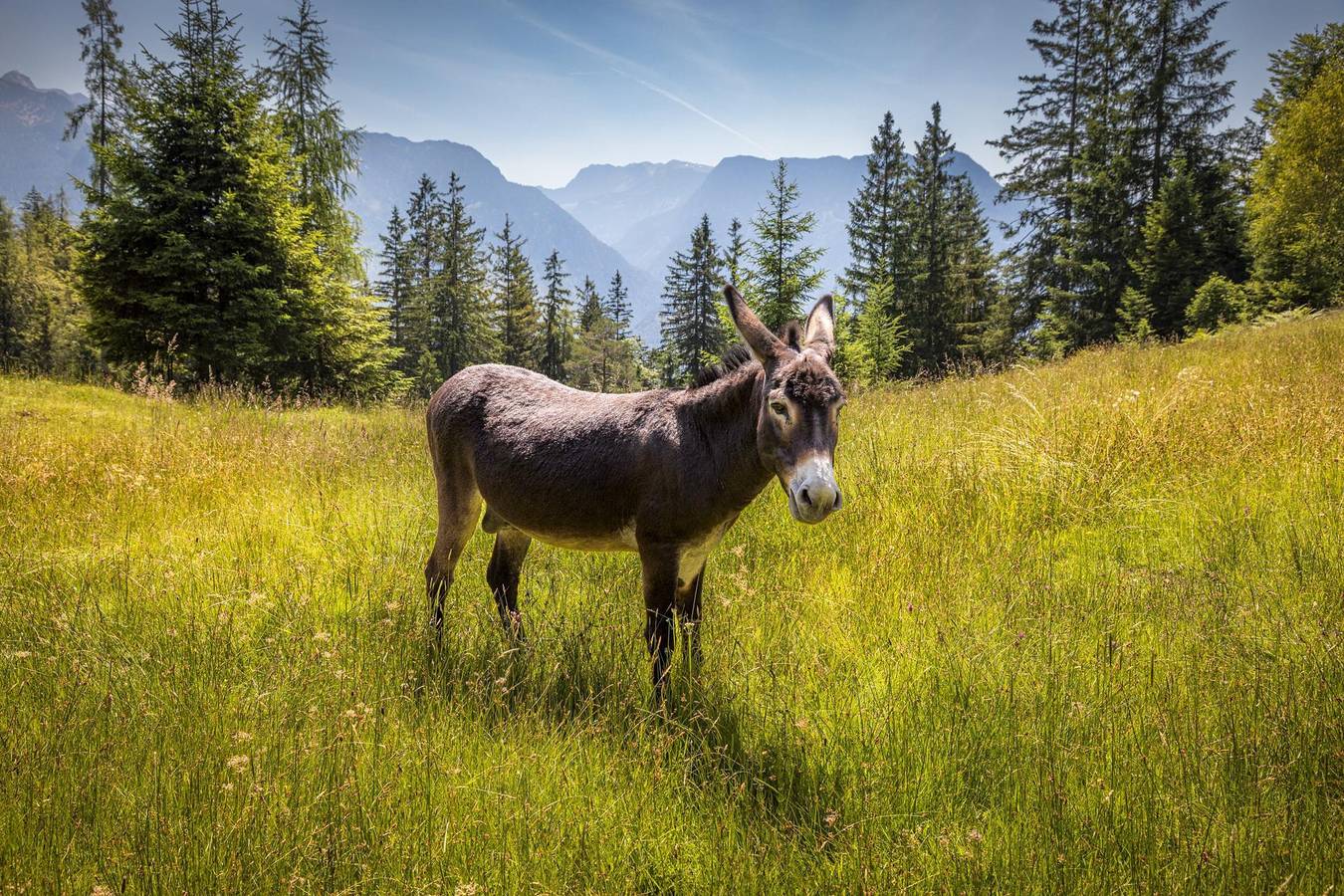 "Rossfeld" Familienzimmer mit Dusche, Wc, Balkon in Massif du Salzkammergut, Scheffau am Tennengebirge