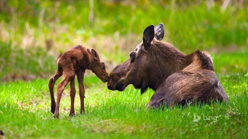 Ganze Wohnung, Sand Lake Jewel - Near Airport, Shopping and the Best Sushi in Town! in Anchorage, Alaska