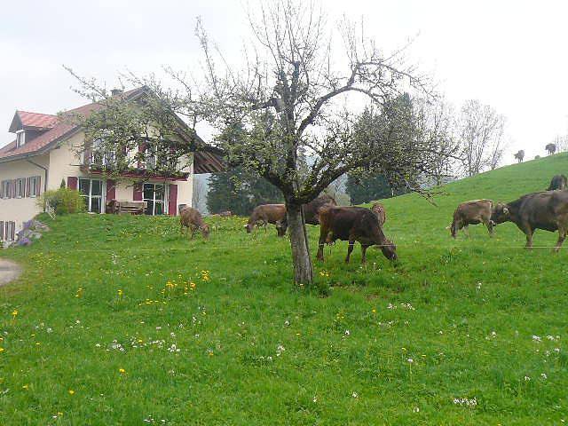Bauernhaus für 2 Personen, mit Garten in Westallgäu - 2