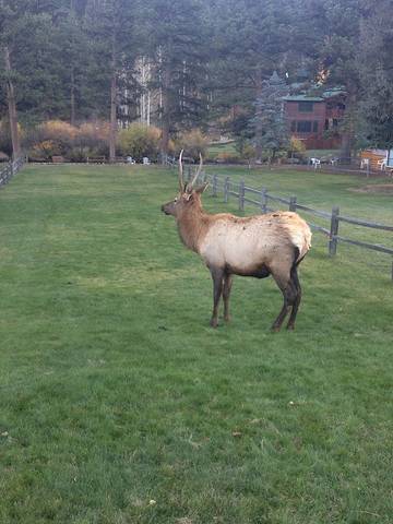Log Cabin for 5 Guests in Estes Park, Rocky Mountain National Park, Picture 2