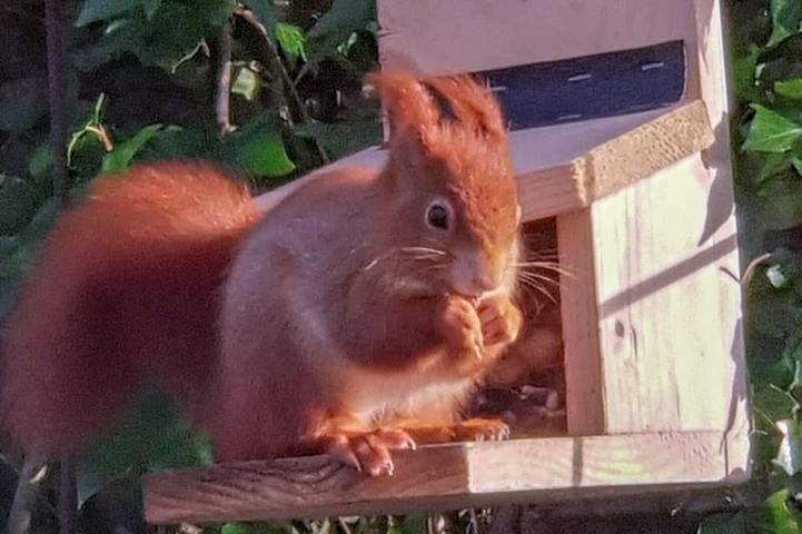 Holiday rental for 2 people, with garden, with pets on the Isle of Anglesey