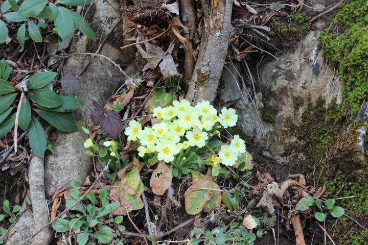 Maison de campagne pour 6 personnes, avec jardin et vue, animaux acceptés à San Pellegrino Terme - 3