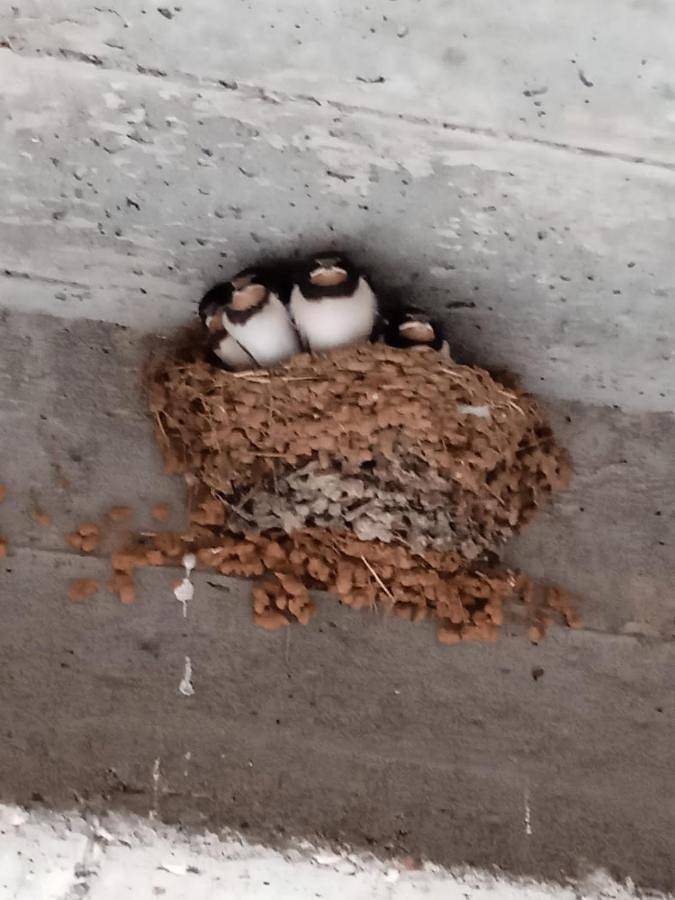 Maison d’hôte pour 2 personnes à Vallon-Pont-d'Arc - 4