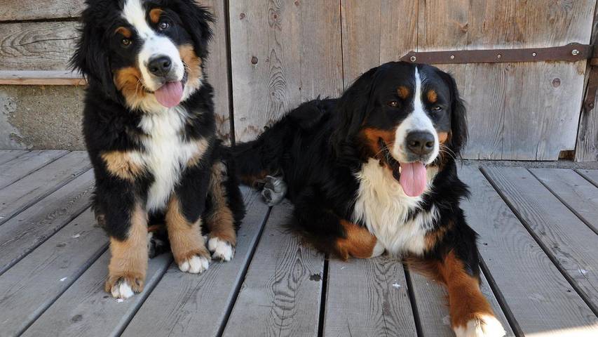 Hütte für 5 Personen, mit Sauna und Balkon in Wagrain - 4
