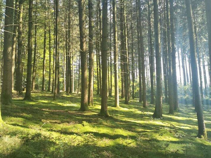 Ökologischer Bauernhof mit 2 Schlafzimmer in Elzach, Mittlerer Schwarzwald