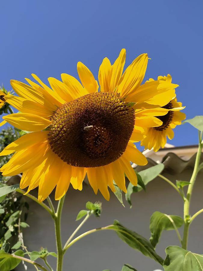Location de vacances pour 2 personnes, avec terrasse ainsi que jardin et vue, animaux acceptés à Sant'Anna Arresi - 4