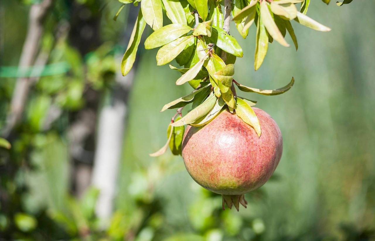 Entire apartment, Etna Holiday Home,studio Melograno in Nicolosi, Mount Etna