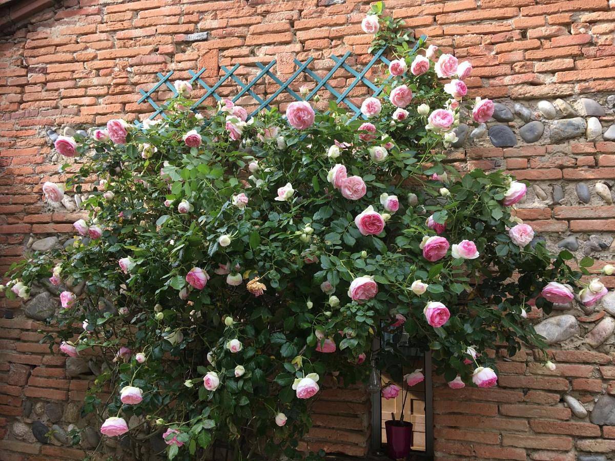 Double Room with Pool View in Noé, Haute-Garonne