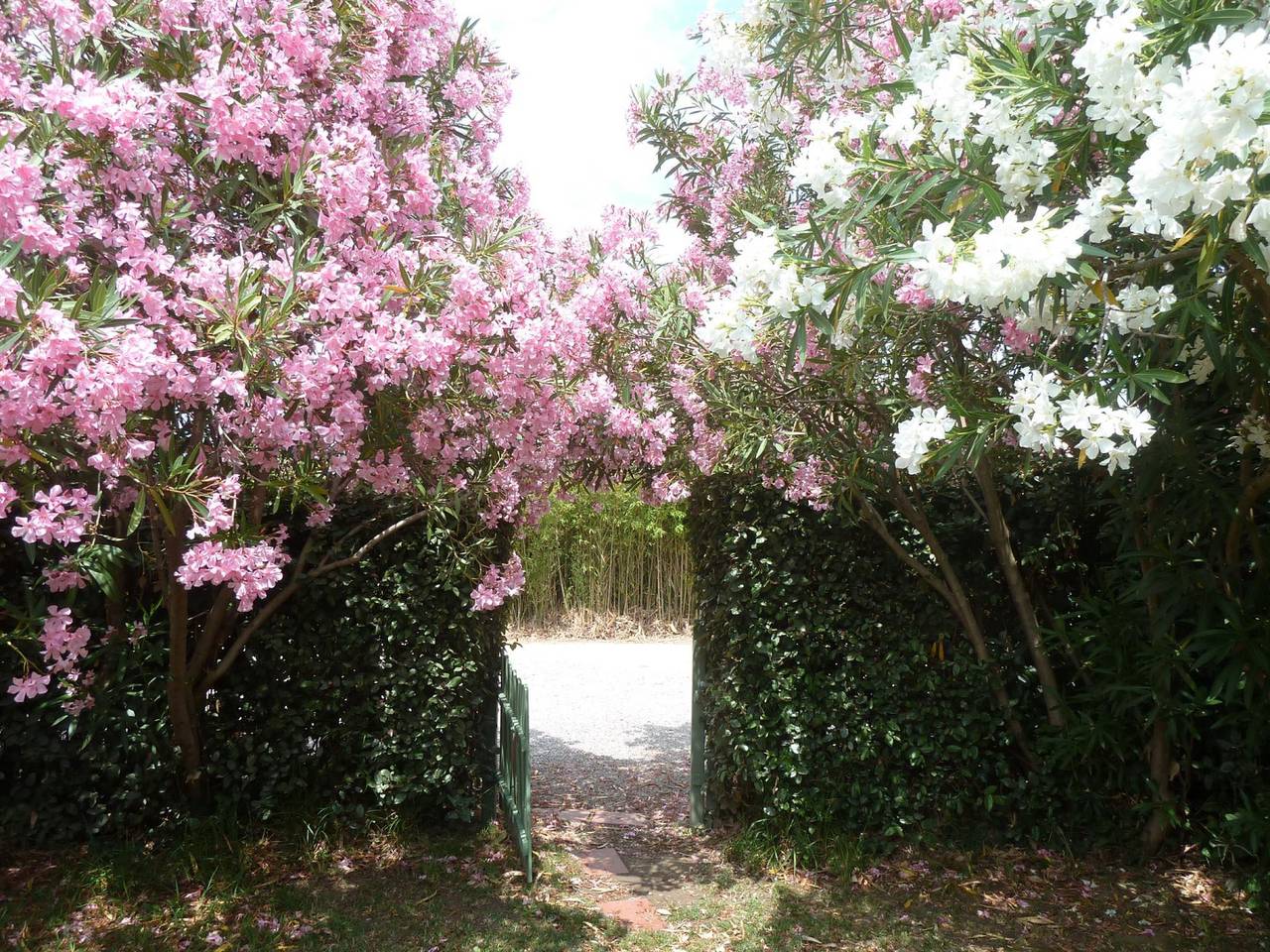 Massane in Saint-Cyprien, Côte méditerranéenne (France)