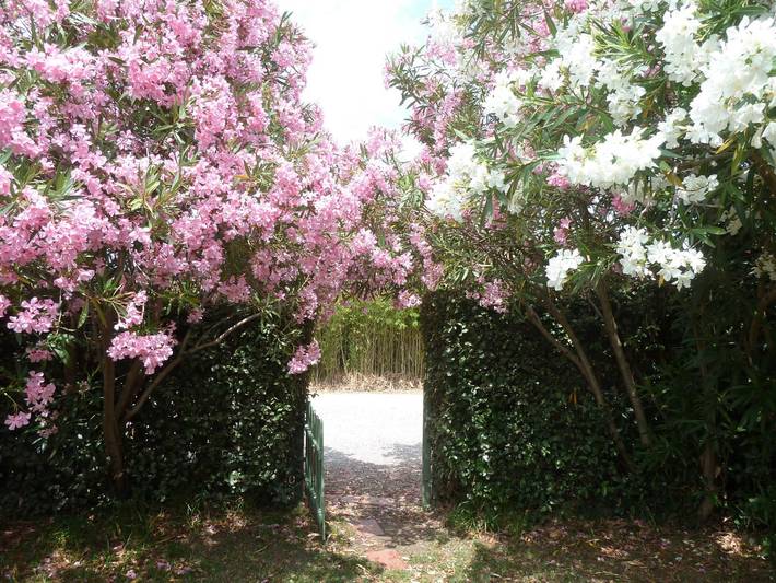 Massane in Saint-Cyprien, Mittelmeerküste (Frankreich)
