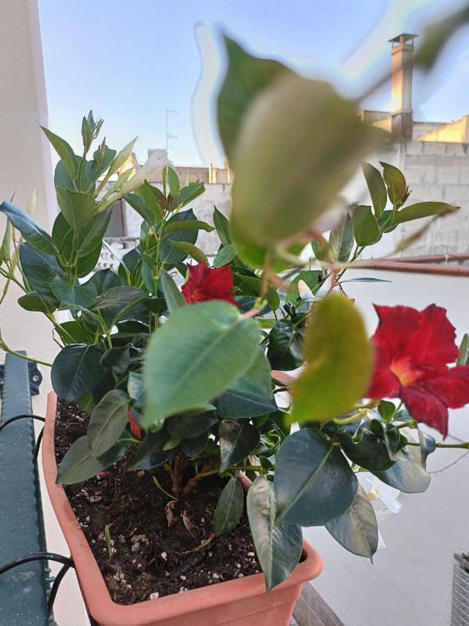 Il Vicoletto in Avetrana, Golfo di Taranto