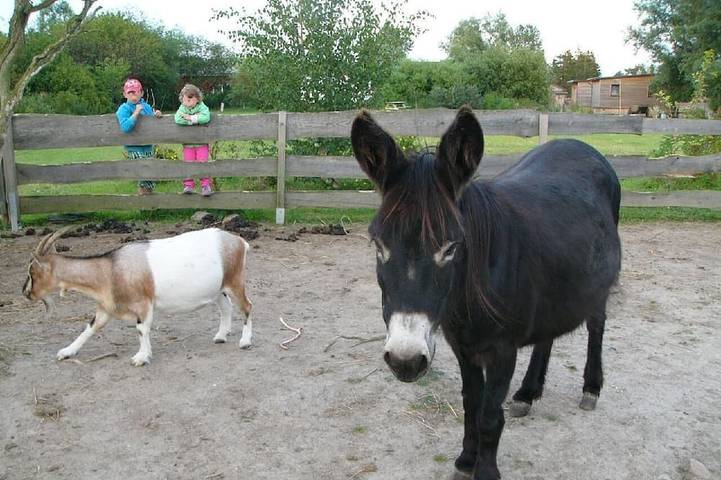 Ferienwohnung für 5 Personen, mit Garten, mit Haustier in Saal - 4