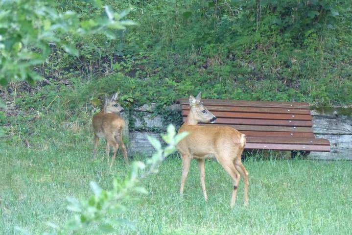 Gîte pour 4 personnes, avec jardin ainsi que vue et piscine à Ranspach - 3