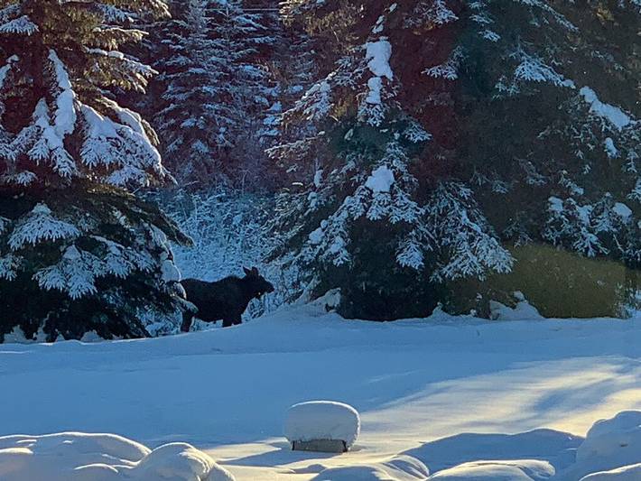 Cabane en bois pour 4 personnes dans Alaska - 4