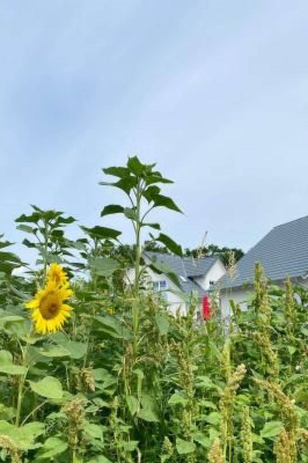Hafenkönigin in Altwarp, Vorpommern Greifswald