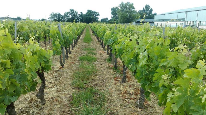Chambre d’hôtes 'Château Laborde Caudalie' avec jardin commun, Wi-Fi et climatisation in Saint-Médard-de-Guizières, Région de Libourne