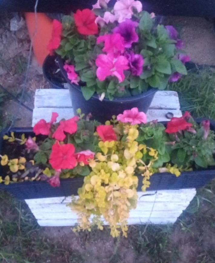 Camping für 5 Personen, mit Ausblick, mit Haustier in Westpommern - 4