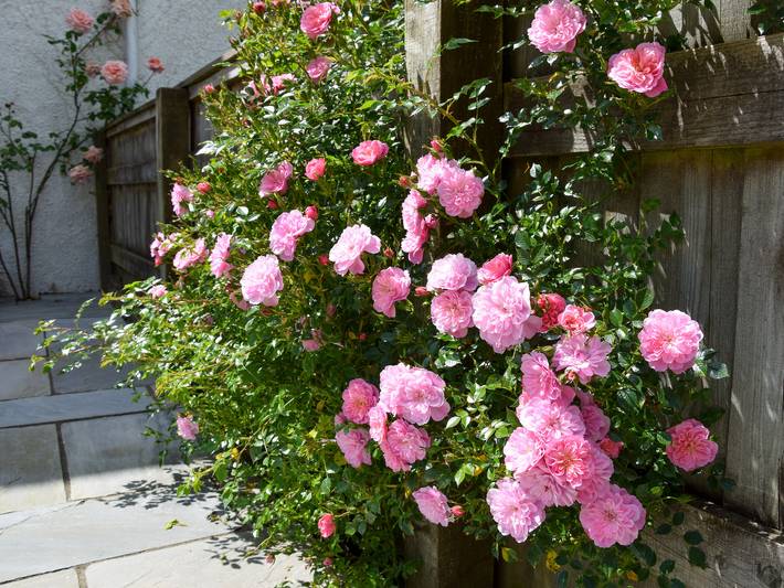 Holiday rental for 3 people, with garden, with pets in Bridport