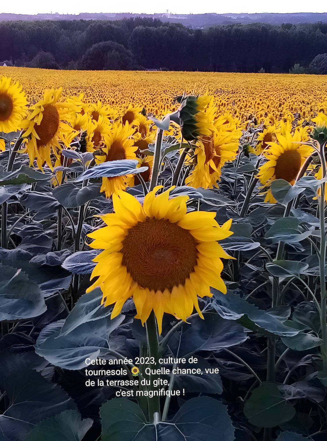 Gîte de encanto «Un Té en el Loira» con terraza, jardín privados y Wi-Fi in Ballan-Miré, Región de Tours
