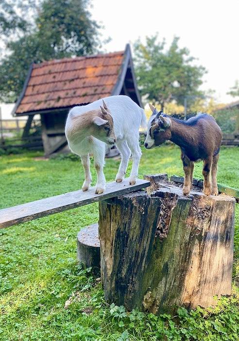 Ferienhaus für 4 Personen, mit Terrasse und Garten, kinderfreundlich im Münsterland - 2