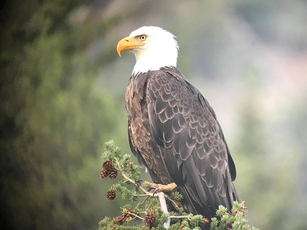Zwei Minuten vom Yellowstone Park mit eigenem Flusszugang, 30 Fuß. Deck und Bbq. in Gardiner, Absaroka Range
