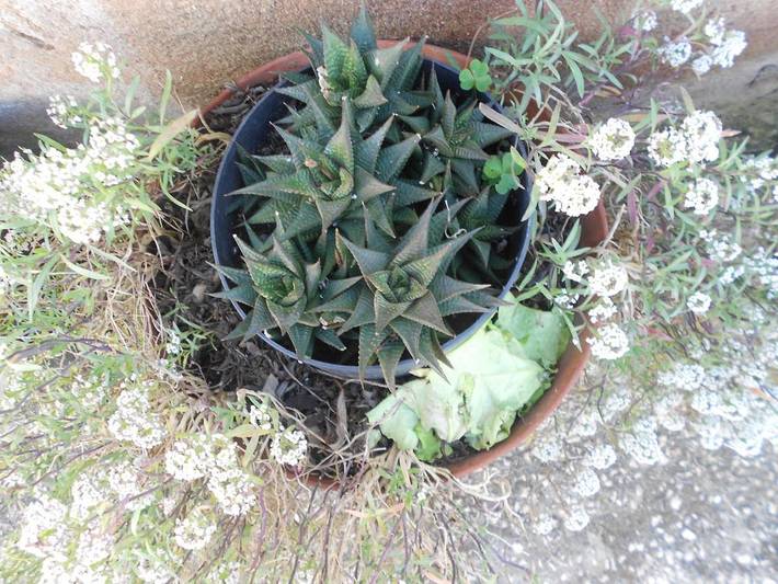 Location de vacances pour 6 personnes, avec jardin et vue à Odeceixe - 3