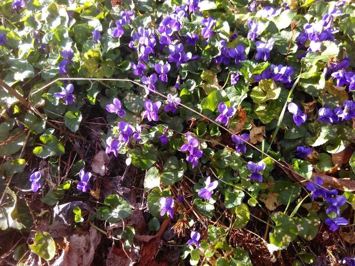 Location de vacances pour 11 personnes, avec jardin et vue, animaux acceptés à Gagnières - 2