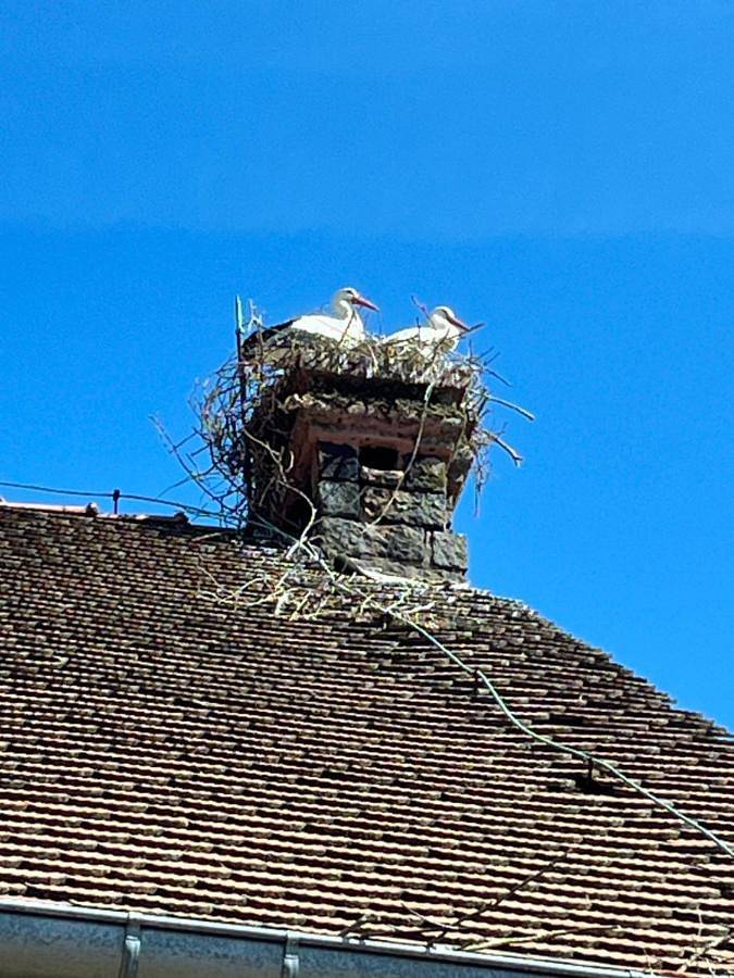 Location de vacances pour 6 personnes, avec jardin et vue, animaux acceptés à Oberbronn - 3