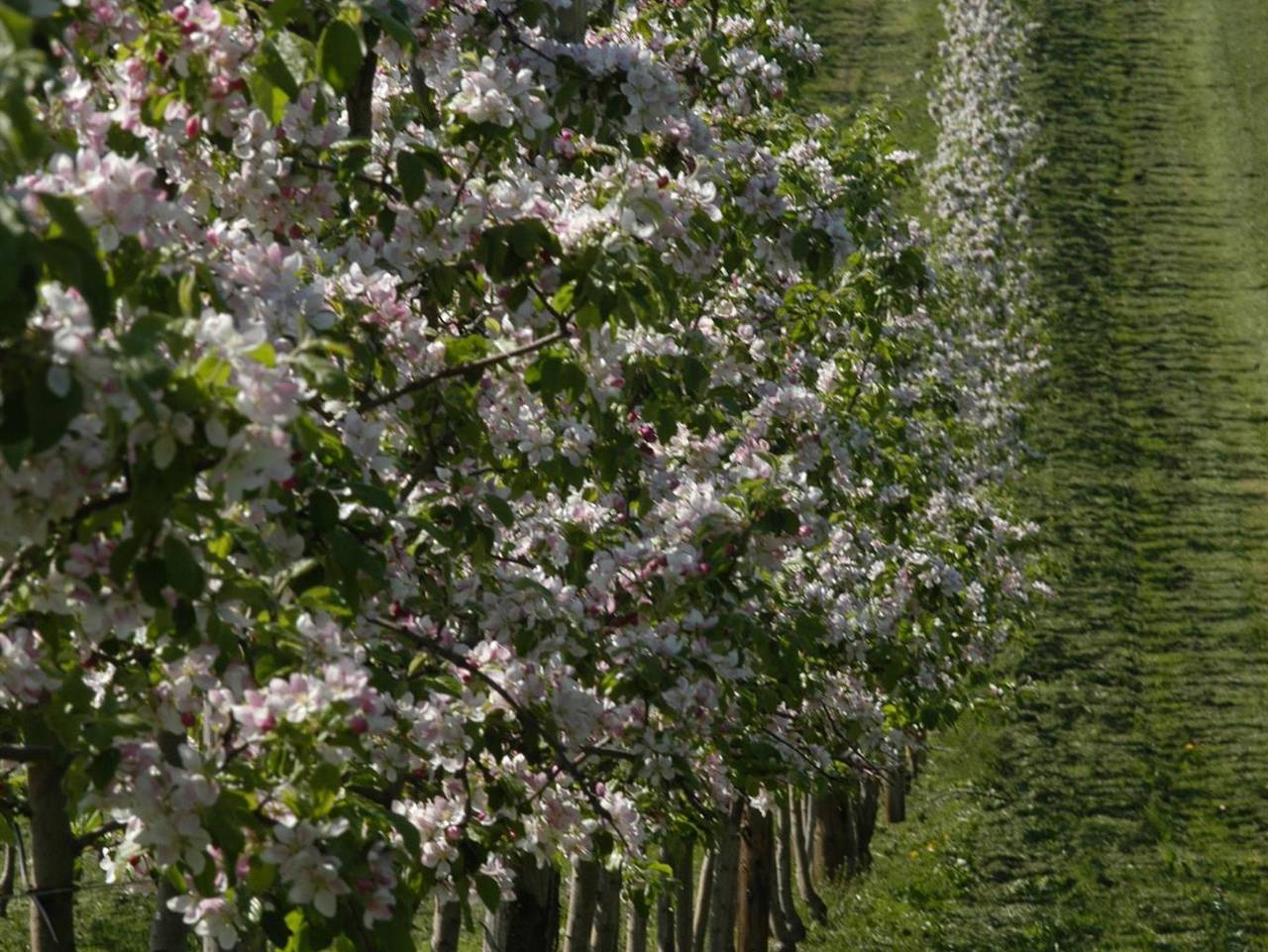 Ganze Ferienwohnung, Ferienhof Hopfgärtle Müller - Ferienwohnung Apfelrot in Bodnegg, Region Bodensee-Oberschwaben