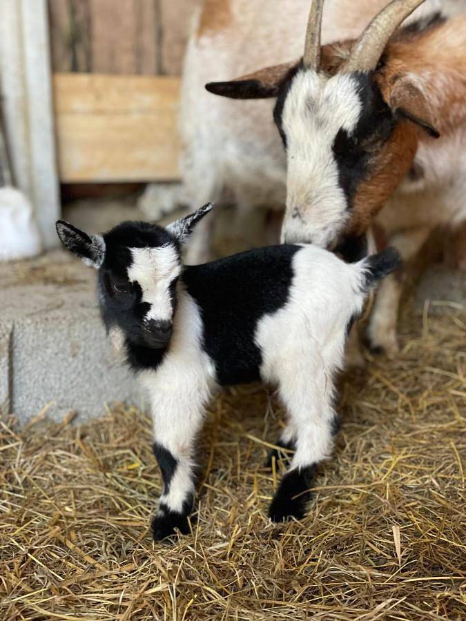 Location de vacances pour 10 personnes, avec jardin et vue à Saint-Lizier - 4