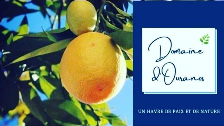 Location de vacances pour 4 personnes, avec piscine ainsi que vue et jardin à Pujols - 3