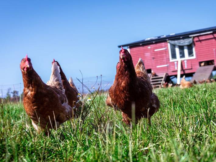 Bauernhof für 4 Personen, mit Sauna und Garten, kinderfreundlich auf Fehmarn - 3