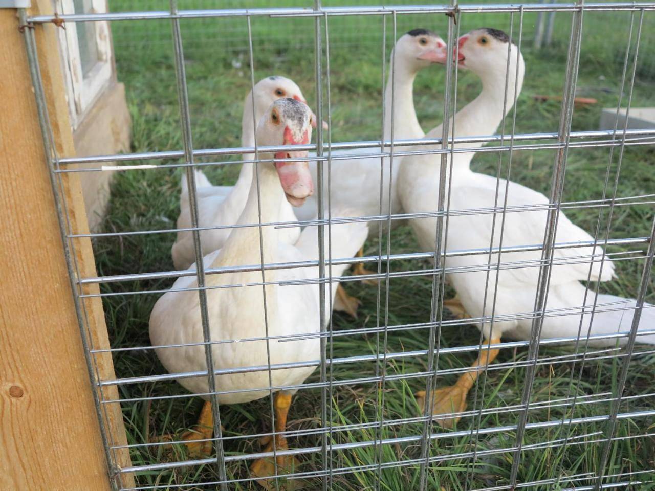 Ganze Ferienwohnung, Ferienzimmer Kühnel in Pfaffendorf, Königstein