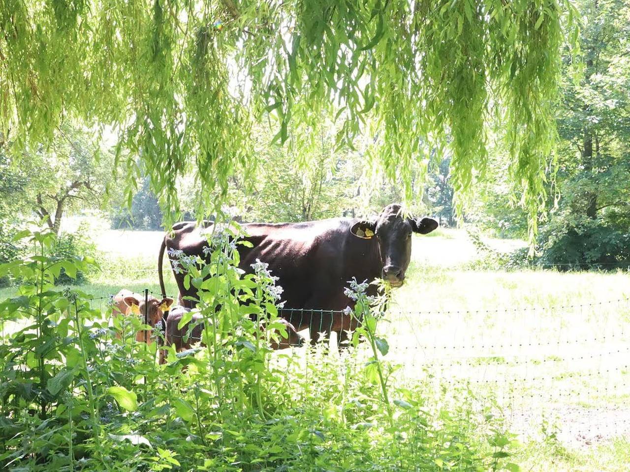 Ferien auf dem Bauernhof! Natur und Erholung pur im Ferienhaus Heinrichs erleben in Samtgemeinde Land Wursten, Cuxland