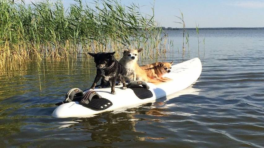 Ferienwohnung für 2 Personen, mit Garten und Sauna in Born a. Darß