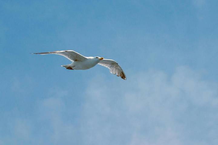 Location de vacances pour 6 personnes, avec jardin, animaux acceptés à Zuienkerke - 3