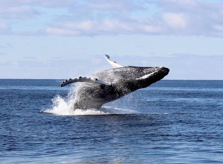 Hôtel pour 6 personnes, avec sauna ainsi que terrasse et jacuzzi dans Berg (Norvège) - 4