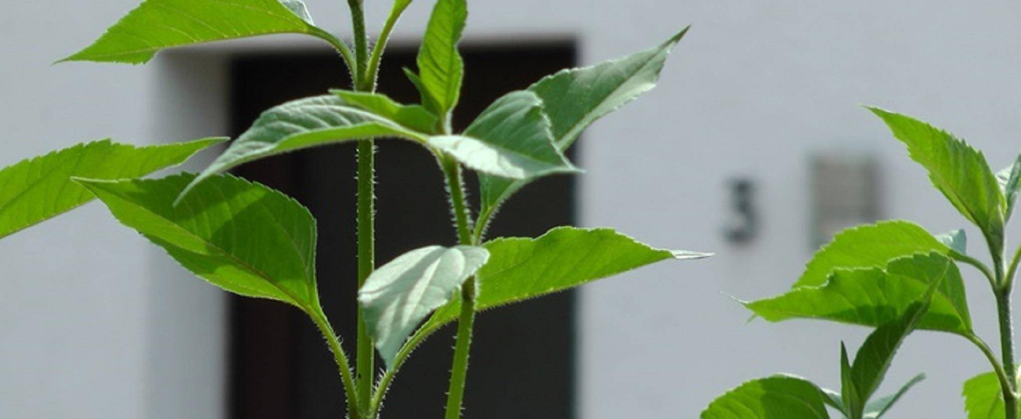 Ferienhaus Agnes Beres in Burg Eltz, Morshausen