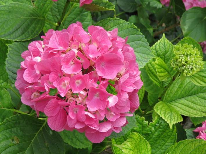 Location de vacances pour 3 personnes, avec vue ainsi que piscine et jardin, adapté aux familles à Saint-Fortunat-sur-Eyrieux - 2