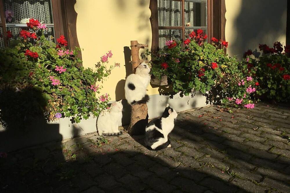 Jörghof - Doppelzimmer Jörghof in Bad Kleinkirchheim, Nockberge