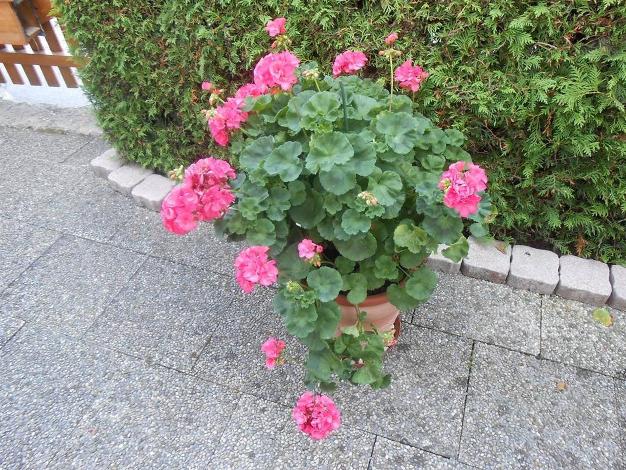 Ganze Ferienwohnung, Haus Elfriede Schmid - Ferienwohnung/Appartement in Bad Bayersoien, Bayerische Alpen