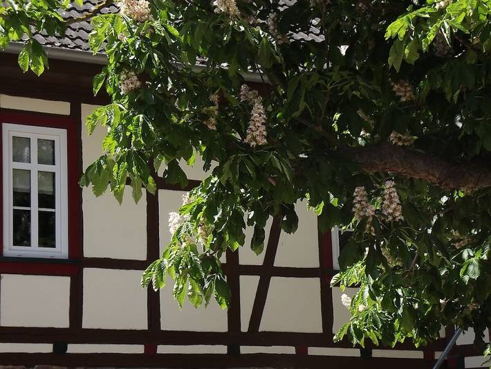 Hof Hollerbusch in Großenehrich, Region Kyffhäuser