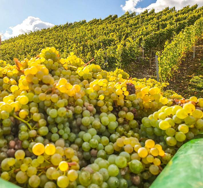 Ferienwohnung für 8 Personen, mit Garten und Balkon in Piesport