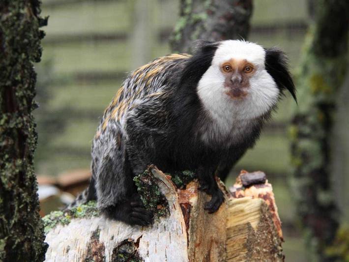 Bungalow für 3 Personen, mit Garten in Bansin - 4
