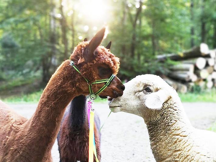 Bauernhof für 4 Personen, mit Pool und Garten, mit Haustier in der Eifel - 4