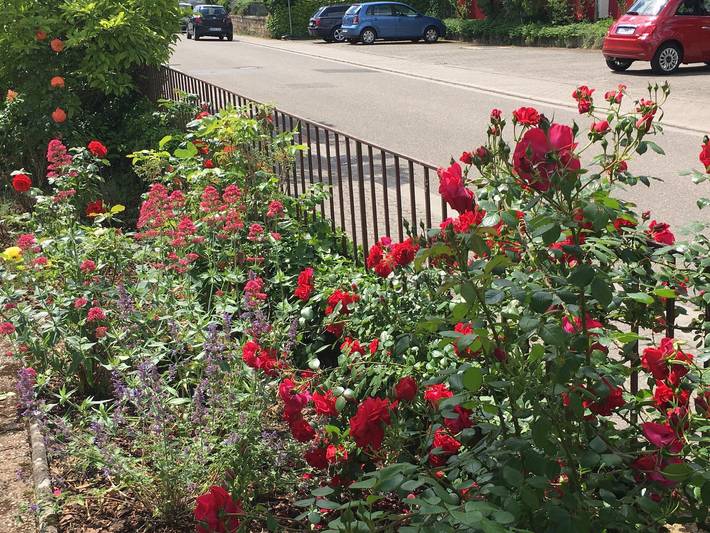Ferienwohnung für 4 Personen, mit Garten, kinderfreundlich in Bad Bergzabern - 4