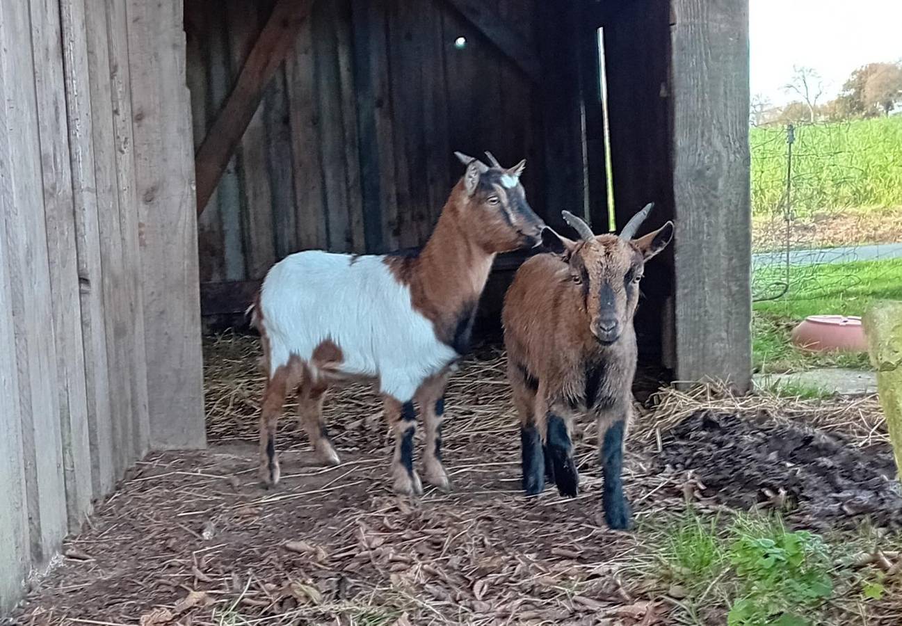 La Tente in Ploumilliau, Ceinture Dorée